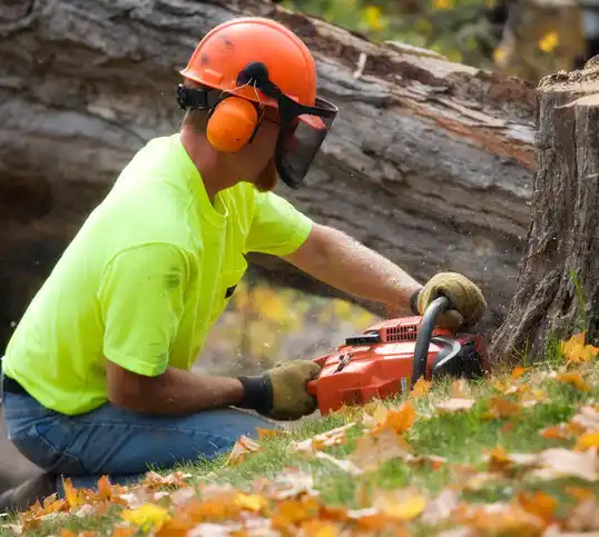 tree services Lake Como